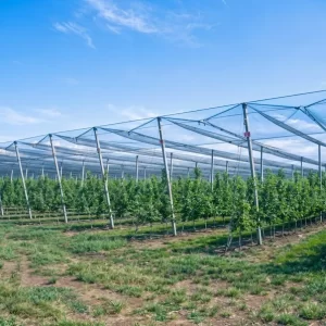 Rete antigrandine installata su impianto agricolo con alberi da frutto